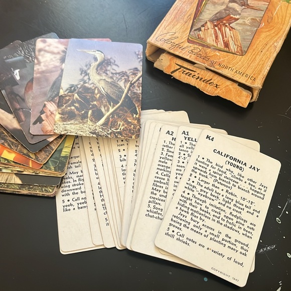 Traindex Colorful Birds of North America Cards - Picture 3 of 4